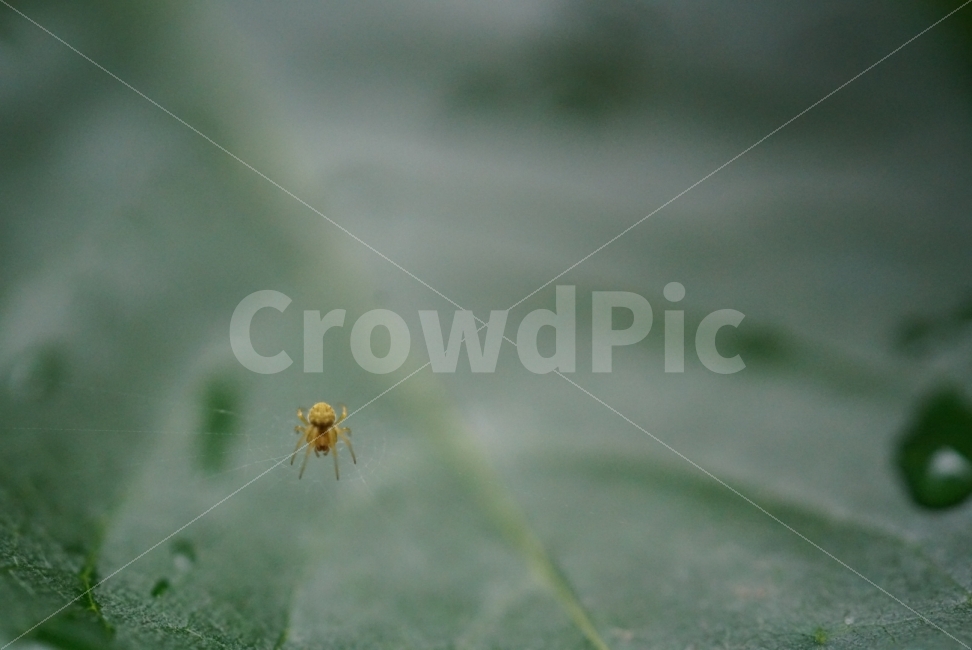 배경화면,바탕화면,거미,거미줄,감성,빗물,물,빗방울,동물,animal,곤충,벌레,insect,bug