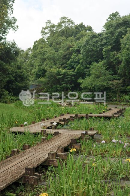 나무길,꽃,수생식물,수련,초록,연못,산책길,자연,나무,초지,습지,보도,흙길,야외,초목,초여름,숲,나무다리,잔디,woodpath,flower,aquaticplant,waterlily,deck,green,pond,walkway,nature,tree,meadow,wetland,path,soileroad,outdoor,vegetation,earlysummer,forest,woodbridge,grass