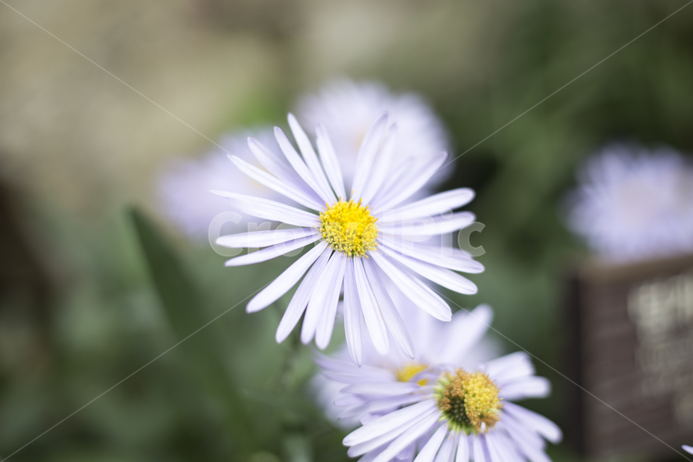 꽃,플라워,flower,꽃말,야생화,공원,숲,숲길,파크,park,forest,아름다움,색깔,컬러,color,벌개미취,별개미취,Asterkoraiensis,식물,자연,plants,nature,꽃,flower