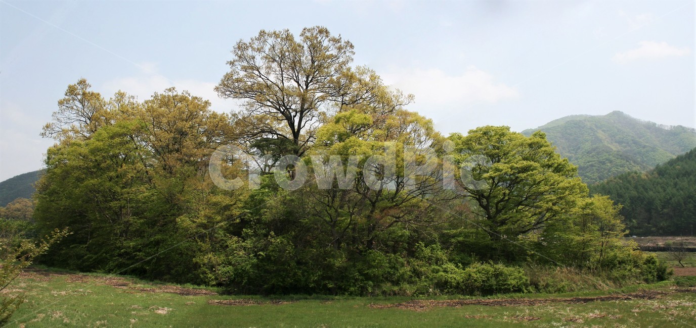 신록,새순,나무새순,자연풍경,한국풍경,싱그러움,자연,풍경,nature,landscape,grass,잔디,plant,식물,tree,나무