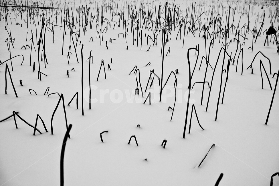 겨울,얼음,눈,흰눈,연밭,연잎,동장군,영하,기온,겨울,계절,winter,season,흑백,모노톤,monochrome,black and white