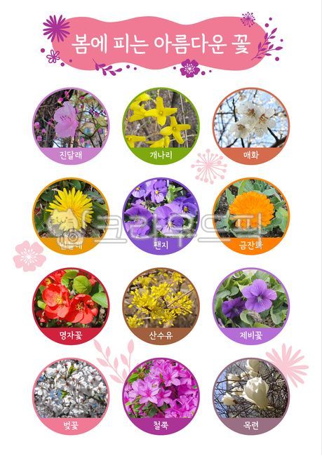 Cherry Blossom,spring activities,violet,azalea,flower,Azalea,dandelion,spring,spring flowers,Myeongja Flower,magnolia,forsythia,Cornus officinalis,marigold,plum blossom,pansy