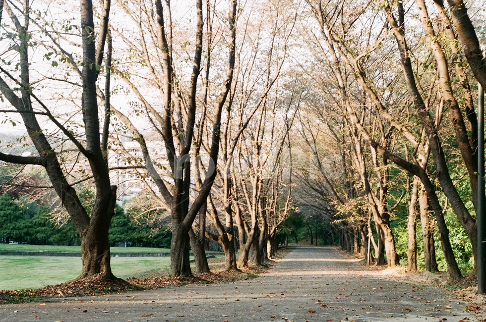 산책로,나무,tree,식물,plant,산책길,통로,자연,풍경,nature,landscape