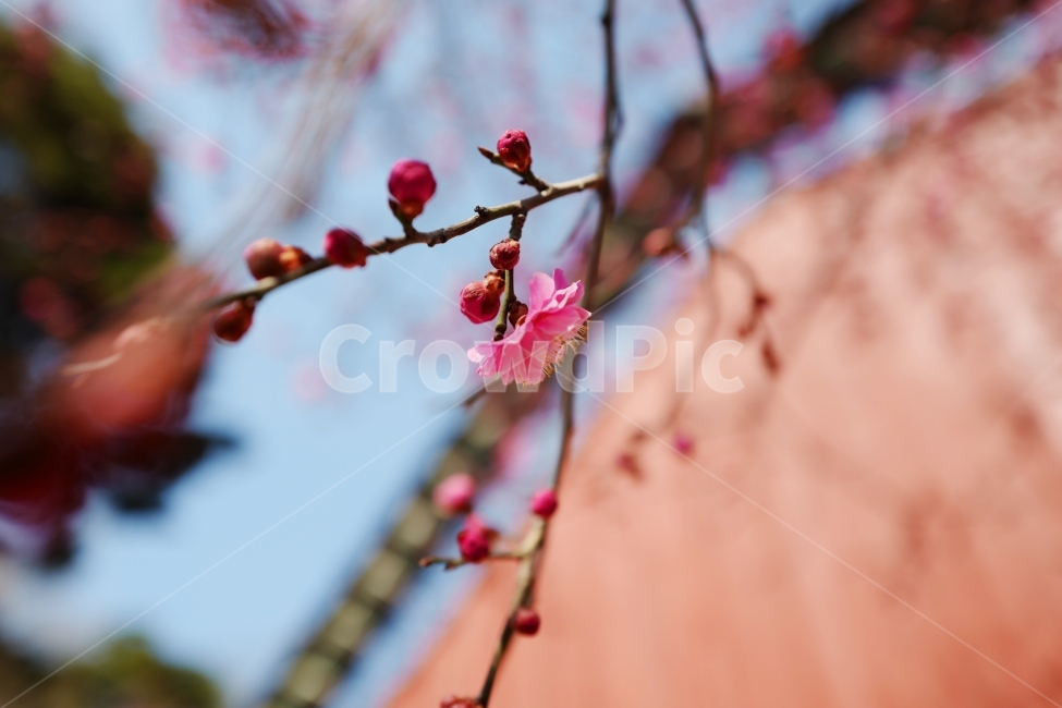 매화,홍매화,봄,꽃,봄꽃,분홍꽃,봄,계절,spring,season,식물,자연,plants,nature,꽃,flower,plant