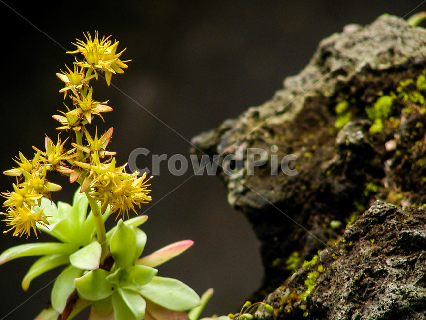 박화장,박화장꽃,다육이,식물,flower,blossom,plant,꽃,봄꽃,화분,다육이꽃,수석,돌