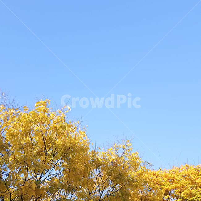 가을,plant,나무,옥외,outdoors,자연,nature