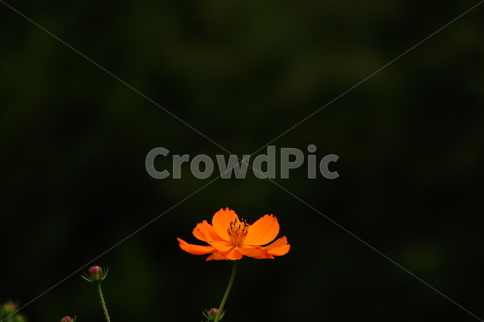 plant,식물,황하코스모스,여름,공원,식물,자연,plants,nature,꽃,flower