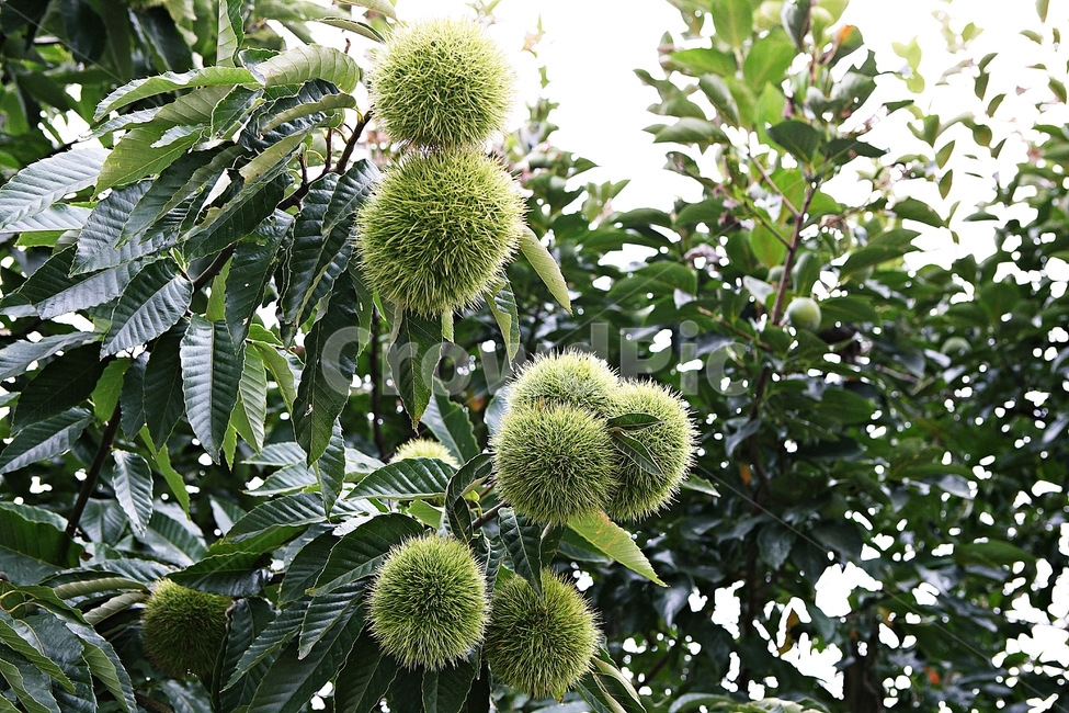 밤송이,밤,밤나무,나무,식물,자연,잎,밤나무잎,과일,열매,fruit