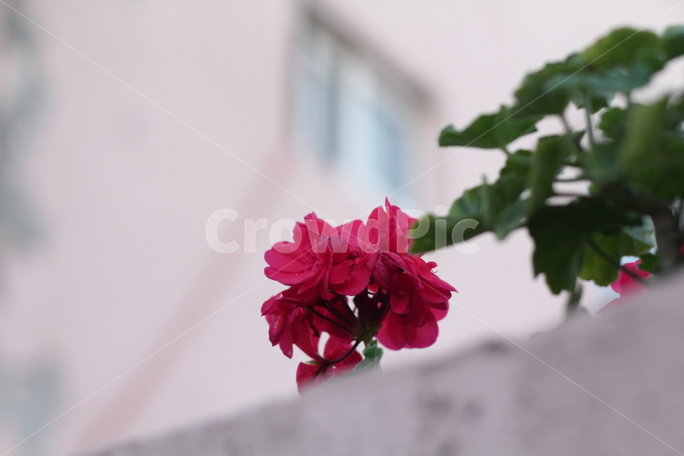 꽃,배경,자연,정물,배경화면,nature,background,daily,photo,photography,디자인,브로셔,포스터,이미지,식물,감성,감성사진