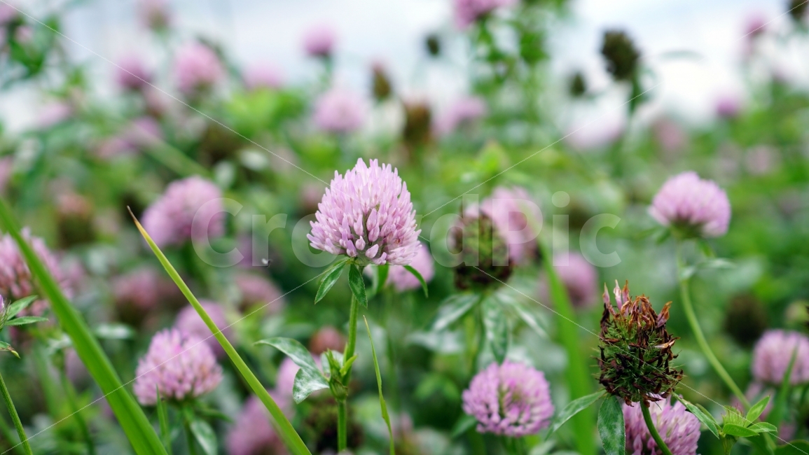 붉은토끼풀,꽃,식물,자연,플라워,flower,nature,꽃사진,plants,계절,season,여름,summer,landscape,풍경,감성,감성사진,식물,자연,plants,nature,꽃,flower