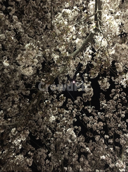벚꽃,cherryblossom,flower,꽃,달
