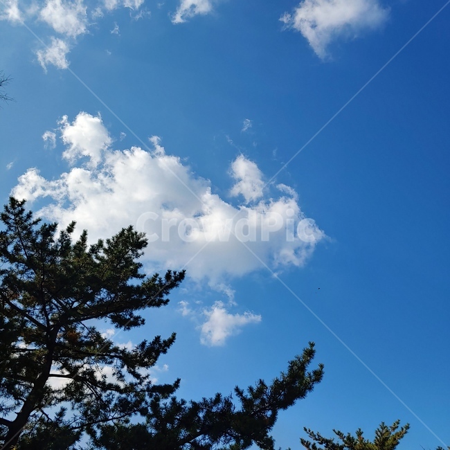 하늘,파란,나무,구름,배경,자연,풍경,nature,landscape,tree,plant,식물,fir,전나무