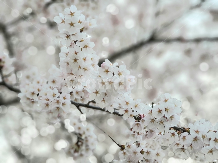 봄,봄꽃,벚꽃,꽃,자연,nature,flower