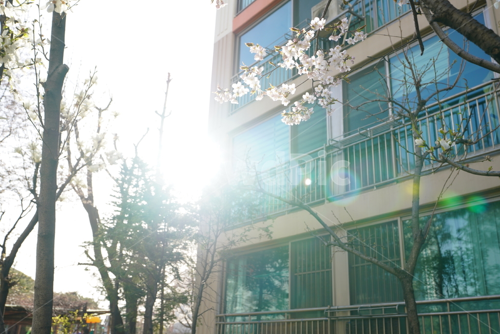꽃,벚꽃,플라워,봄,느낌,감성,화이트,흰색,생명,생물,나무,식물,계절,flower,식물,자연,plants,nature,꽃,flower,건축물,건물외관,exterior,building,structure,architecture,construction