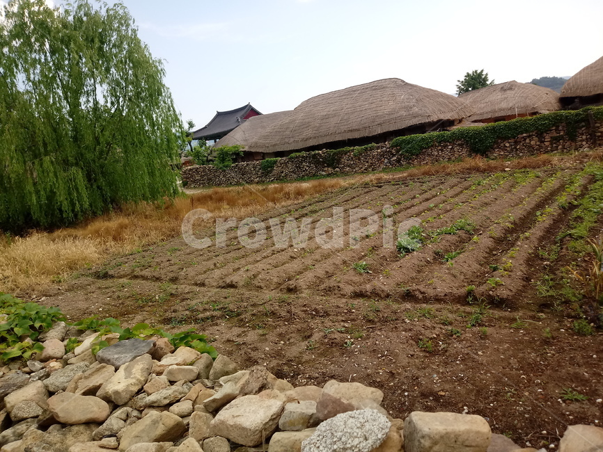rubble,파편,ground,바닥,농가,텃밭,농업,농사,agriculture,farming,farming industry