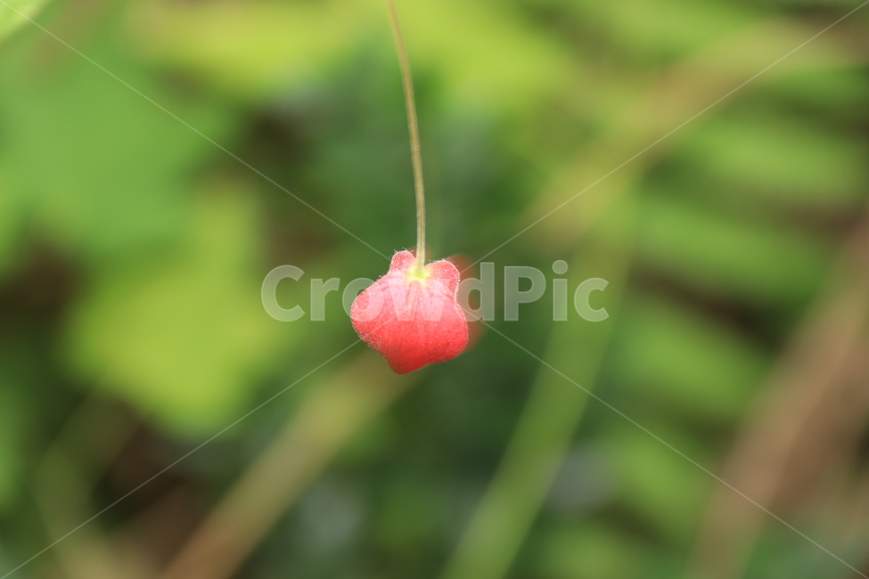 plant,식물,leaf,잎,꽃봉우리,빨간꽃,꽃,줄기,식물,자연,plants,nature,꽃,flower