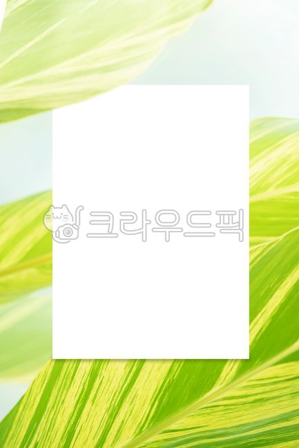목업,카피공간,메시지,알림,광고,비어있는,고급의,알피니아,공기정화,식물,무늬,초록,숲,배경,노랑,줄무늬,패턴,나뭇잎,네이처,매크로,변색,봄,신선,여름,뜰,결,우아한,그리너리,열대식물,leaf,green