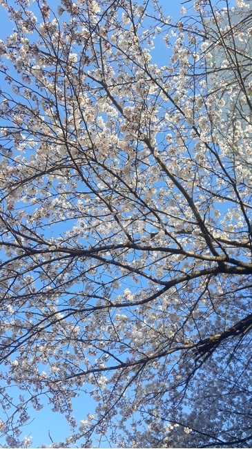 plant,식물,cherryblossom,벚꽃,flower,blossom,꽃