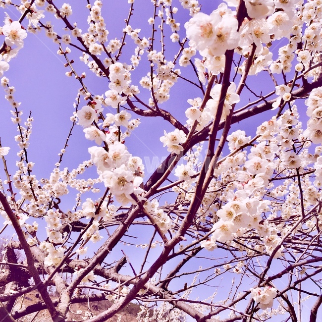 꽃,봄꽃,매화,매화나무,만개,섬진강,초봄,spring,flower,blossom,japaneseapricotflower,나무가지,봄,계절,spring,season,plant,식물