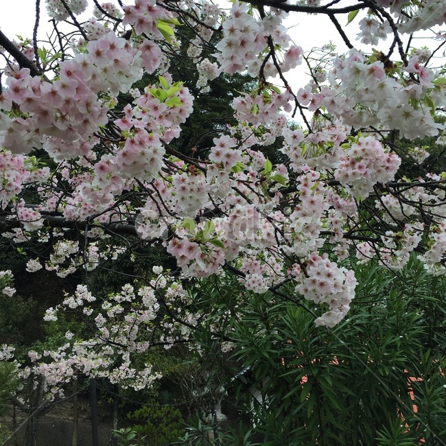 plant,flower,꽃,벗꽃,봄,cherryblossom,spring,식물,봄,계절,spring,season,식물,자연,plants,nature,꽃,flower,blossom