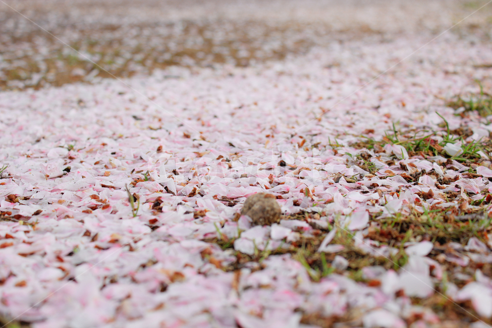 봄,벚꽃,벚꽃잎,낙화,계절,시즌,spring,season,꽃잎,꽃,식물,자연,plants,nature,꽃,flower