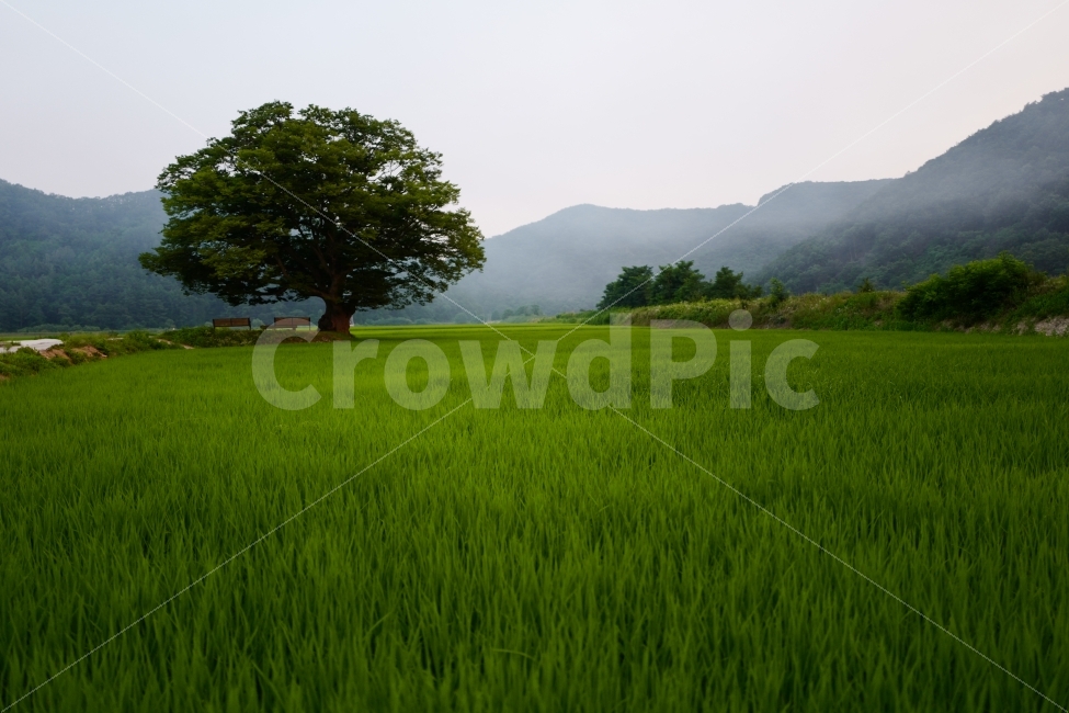 느티나무,나무,초록,벼,의자,쉼,자연,풍경,nature,landscape,한국자연풍경,한국자연경관,korea nature landscape,시골,마을,country,rural,town,grassland,목초지,field,들,outdoors,옥외,paddy field,패디 필드