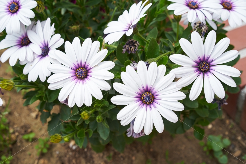 꽃,자연,보라색,화단,벽돌,꽃잎,녹색,개화,식물,자연,plants,nature,꽃,flower