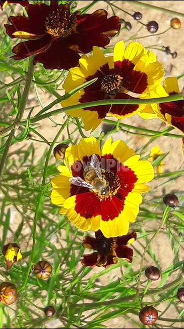 기생초,꽃,벌,꽃봉오리,국화과,식물,자연,plants,nature,꽃,flower,동물,animal,곤충,벌레,insect,bug