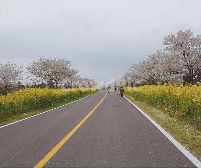 유채꽃도로,제주,벚꽃,유채꽃,flower,봄,계절,spring,season,자연,풍경,nature,landscape,road,도로,freeway,고속 도로,highway,고속도로