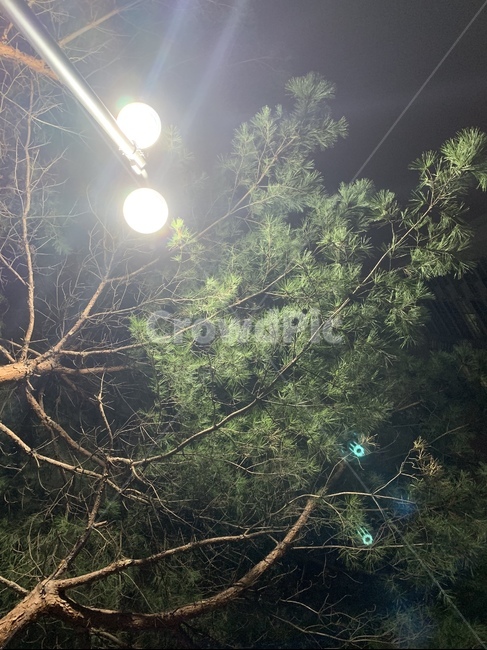 다양한시각,숲,소나무,전구,등