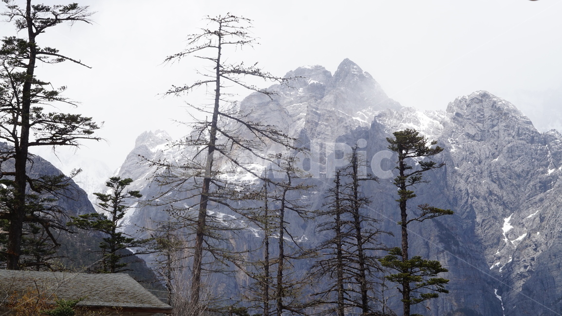 설산,만년설,tree,나무,감성,plant,식물,fir,전나무,abies,아비