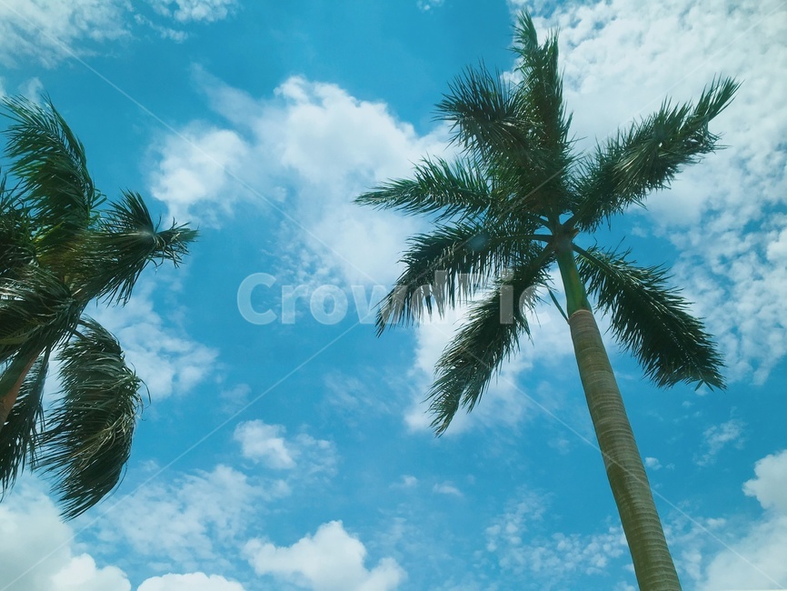 야자수,하늘,구름,파란하늘,베트남,coconutpalm,sky,bluesky,vietnam