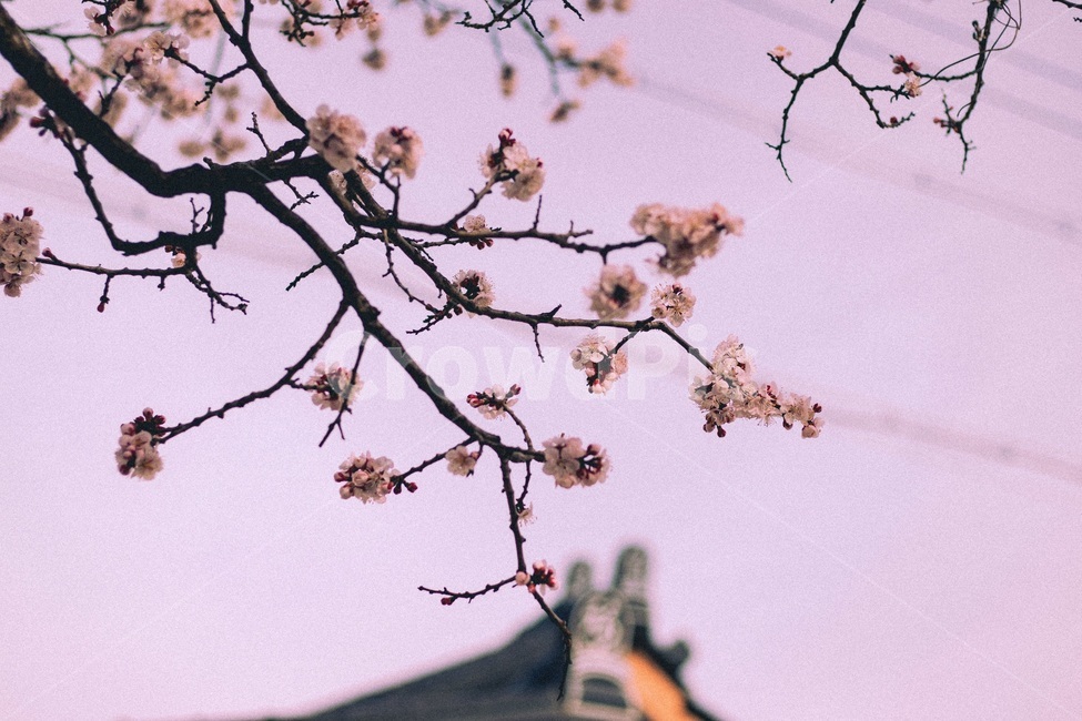 배경화면,분홍,벚꽃,벚꽃나무,봄,식물,plant,꽃,flower,감성,필름사진,봄,계절,spring,season