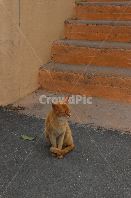고양이,길고양이,황토고양이,고양이한마리,고양이시선,동물,animal,포유류,mammal,고양이,cat,kitten,kitty