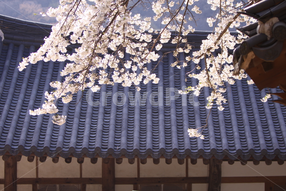 전남,구례,화엄사,흑매,매화꽃,사찰,각황전,4월,꽃,빛,봄,계절,spring,season,한국전통,한국문화,korean traditional,korean culture,식물,자연,plants,nature,꽃,flower,건축물,건물외관,exterior,building,structure,architecture,construction,lamp,램프,chandelier,샹들리에,plant