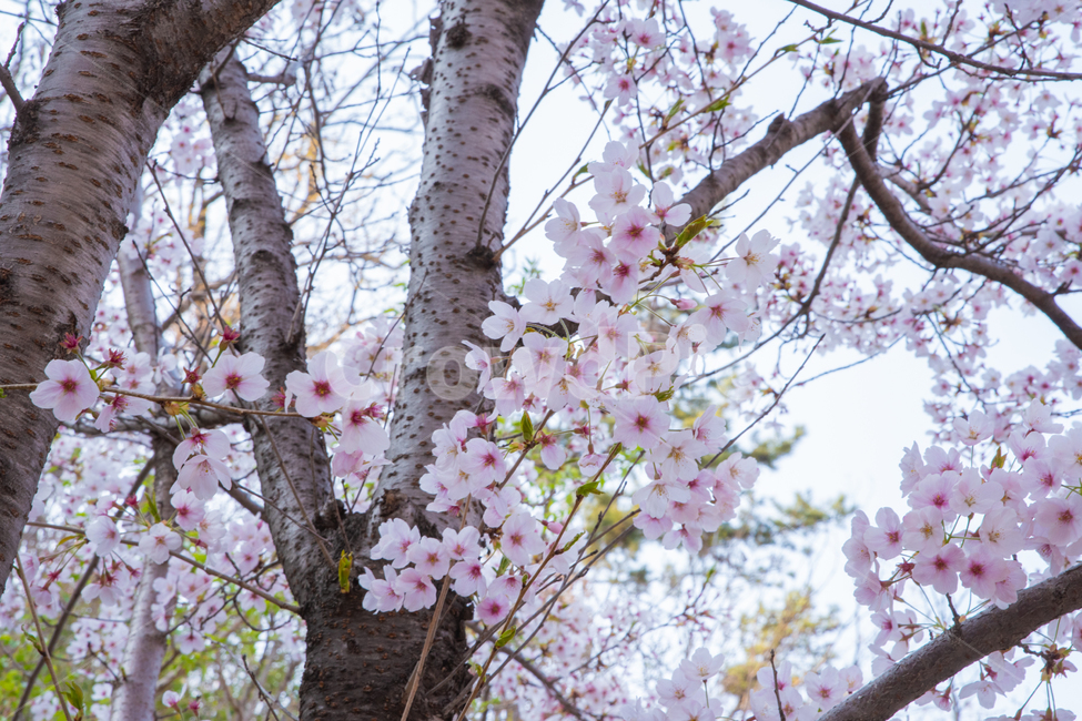 봄,spring,봄꽃,벚나무,벚꽃,사쿠라,식물,감성,feel,feeling,봄,계절,spring,season,plant,blossom,꽃,flower