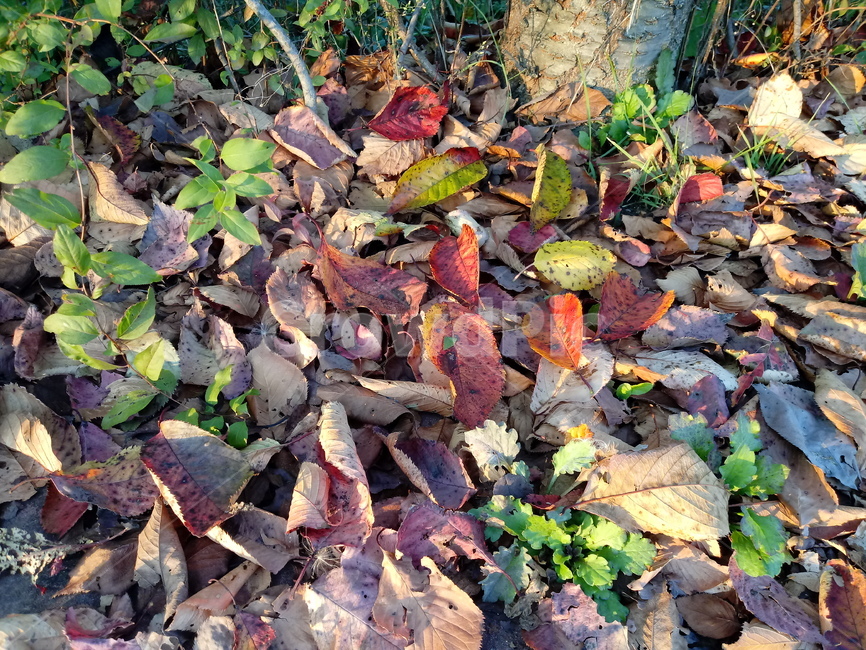 가을,자연,naturelandscape,fallautumnseason,옥외,단풍,낙엽,잎,leaf,가을,계절,fall,autumn,season,식물,자연,plants,nature,plant,tree,나무