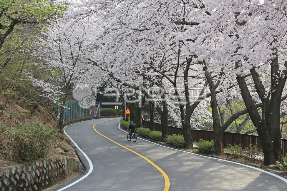 벚꽃,봄,봄꽃,진해,진해군항제,blossom,꽃,flower,spring,벚나무,벚꽃나무,벚꽃축제,나무,식물,꽃놀이,계절,오르막길,자전거,차도,도로,아스팔트,bike,cherryblossom,안민고개