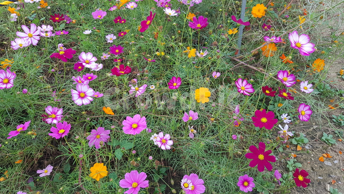 코스모스,flower,blossom,꽃,plant,식물,geranium,제라늄,가을