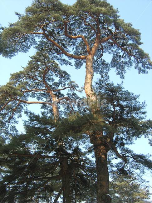 영월,청령포,단종,관음송,600년소나무,식물,자연,plants,nature,나무,trees,wood
