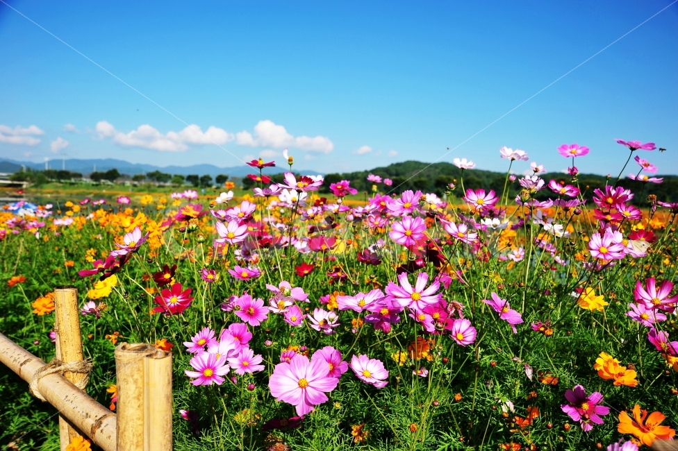 대한민국,가을,코스모스,파란하늘,구름,가을,계절,fall,autumn,season,식물,자연,plants,nature,꽃,flower,plant
