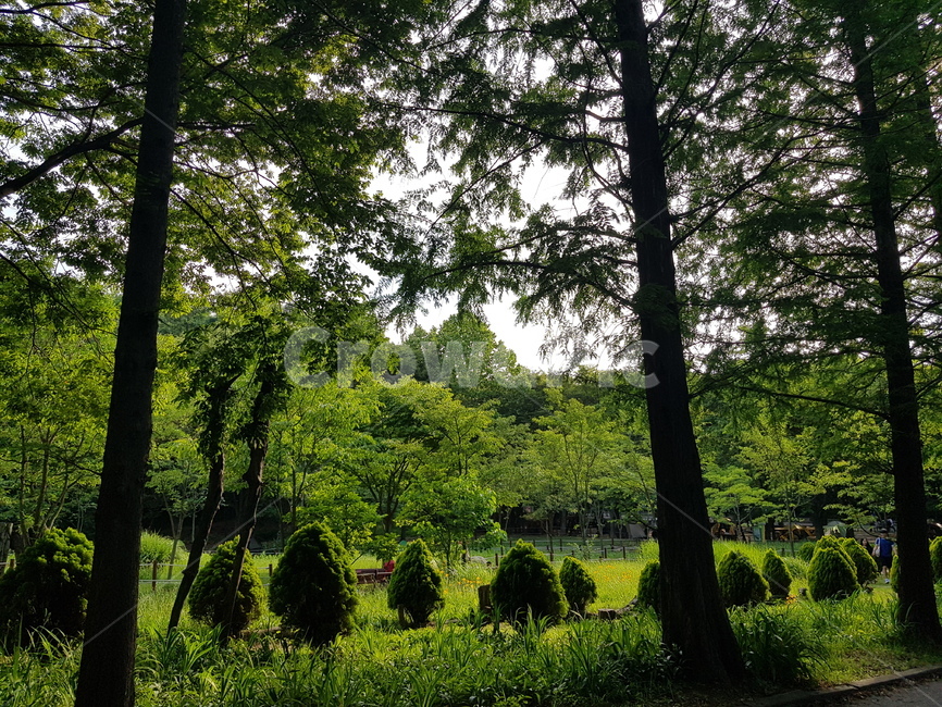 자연,공원,숲,인천대공원,풍경