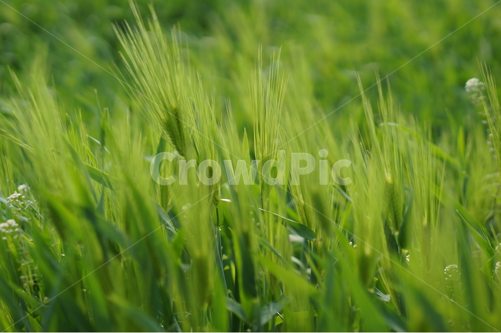 청보리,녹색,봄,맑음,바람,식물,자연,plants,nature