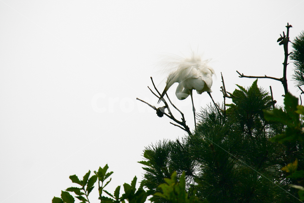 백로,소나무,하늘,둥지,날개,동물,animal,조류,새,birds
