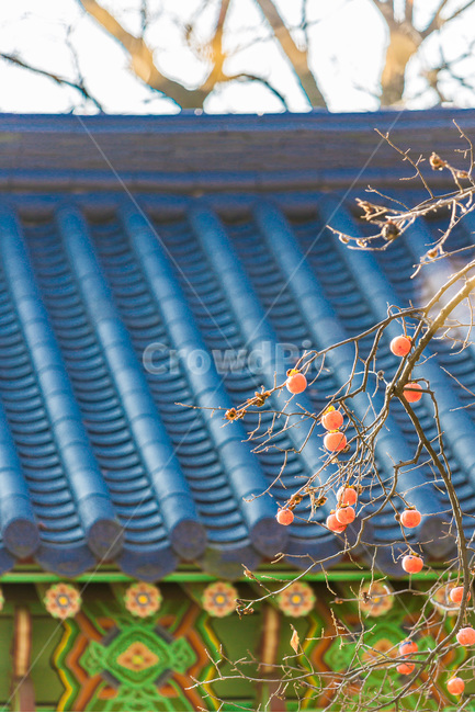 기와,문양,무늬,선,가을,감,가을,계절,fall,autumn,season,한국전통,한국문화,korean traditional,korean culture,건축물,건물외관,exterior,building,structure,architecture,construction,roof,지붕
