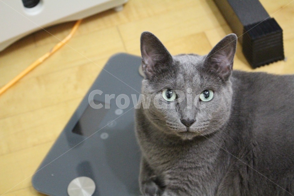 고양이,체중계,cat,scale,반려묘
