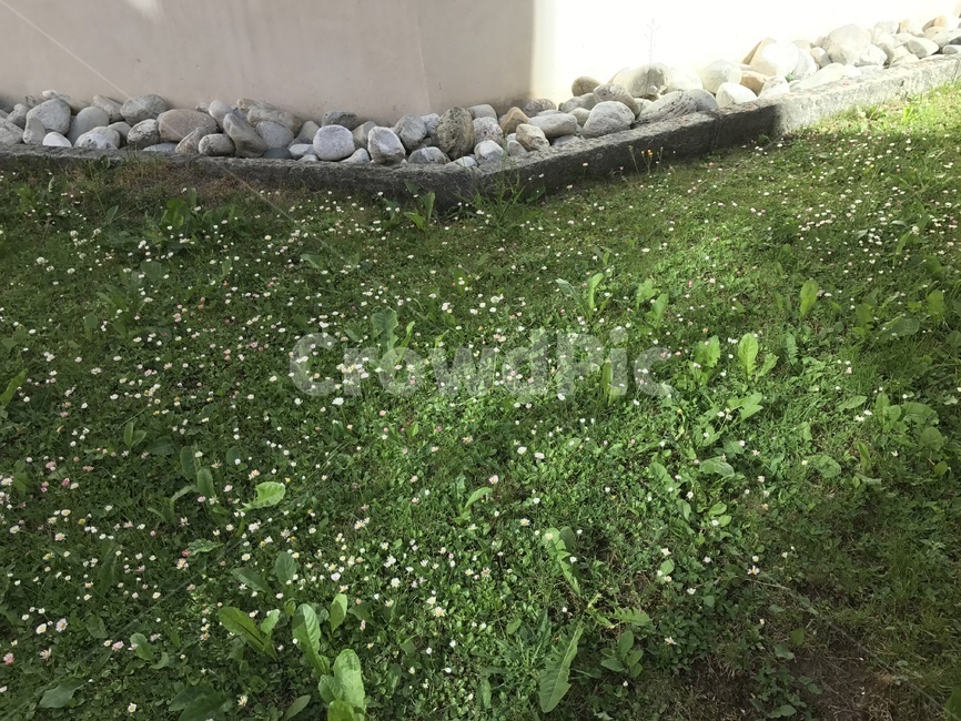풀,들꽃,정원,마당,돌담,데코레이션,식물,자연,plants,nature