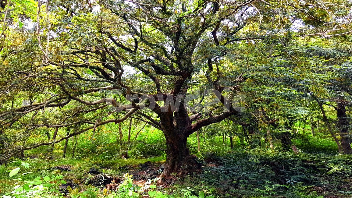 제주,비자림,제주비자림,비자림숲,비자림숲길,tree,나무,plant,식물,treetrunk,나무줄기,숲,자연,자연,풍경,nature,landscape,식물,plants,나무,trees,wood