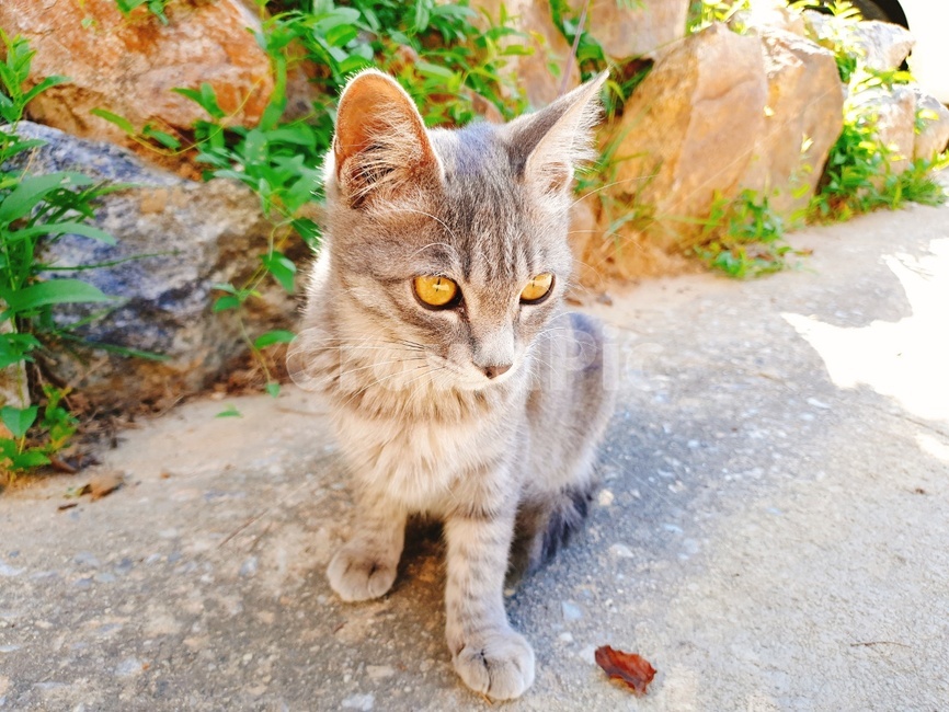 고양이,동물,길냥이,회색고양이,포유류,동물,animal,포유류,mammal,고양이,cat,kitten,kitty