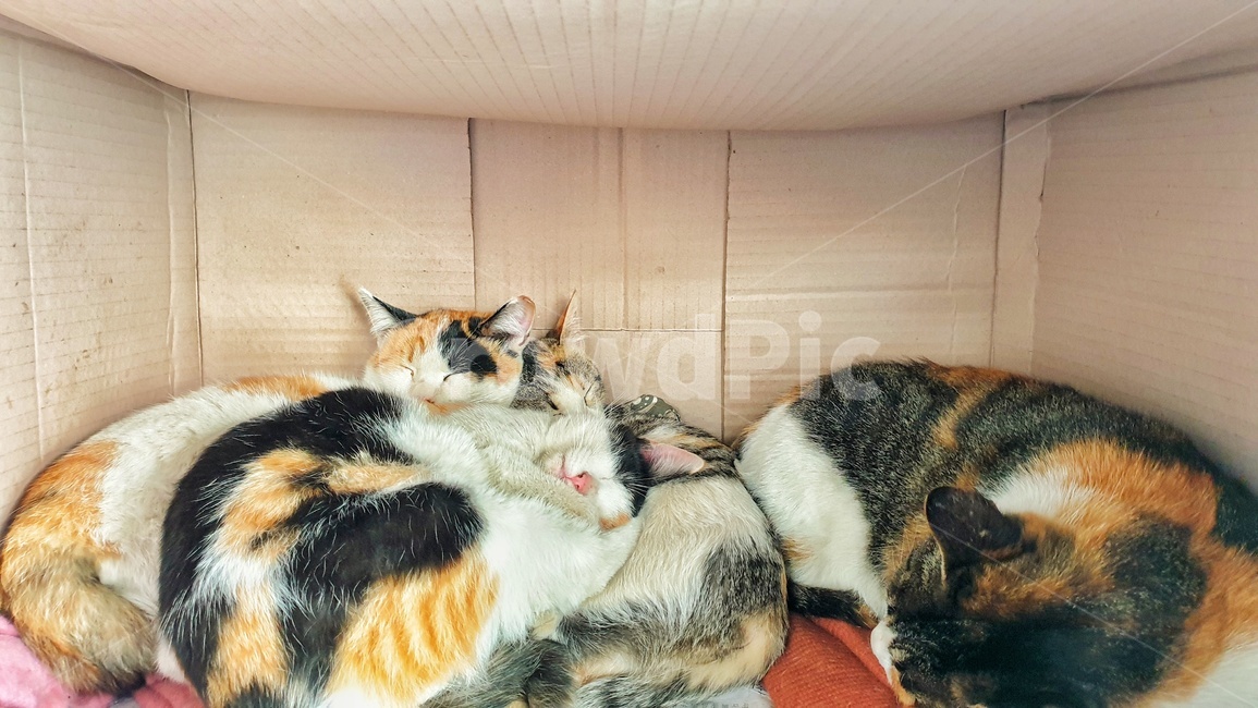 고양이,길고양이,고양이가족,삼색이,고양이낮잠,칼리코,아기고양이,동물,animal,포유류,mammal,고양이,cat,kitten,kitty